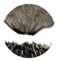 Reforesters LaboratoryProfile picture